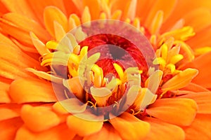 very pretty colorful garden zinnia flower on a black background