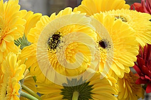 Very pretty colorful  gerber flowers close up