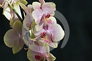 Very pretty colorful orchid close up