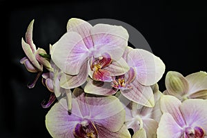 Very pretty colorful orchid close up