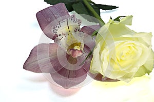 Very pretty colorful orchid with the rose and the water drops
