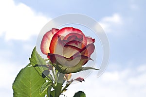 Very pretty colorful rose close up in the sunshine