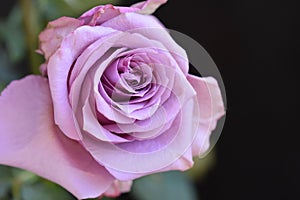 Very pretty colorful rose close up