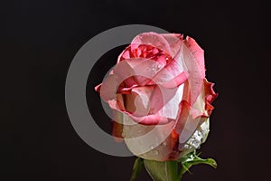 Very pretty colorful rose close up