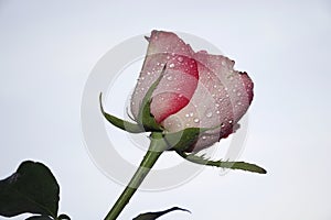 Very pretty colorful rose with the water drops close up