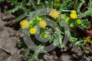 Very pretty colorful small flowers close up