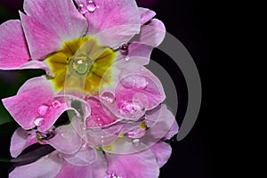 Very pretty colorful small flowers close up