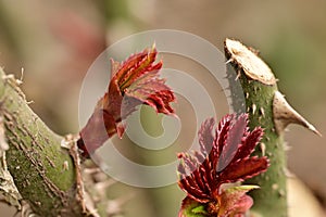 very pretty colorful spring flower close up in the sunshin