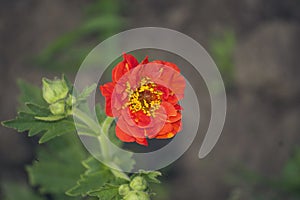 Very pretty colorful spring flower close up in the sunshine