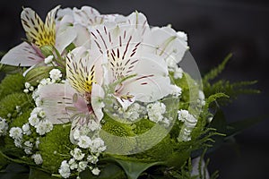 Very pretty colorful spring flower close up in the sunshine