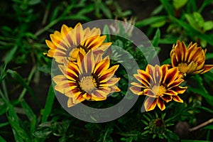 The very pretty colorful spring flower at my home