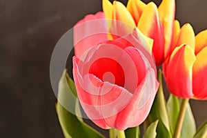 the very pretty colorful spring garden tulip flower close up view in my garden