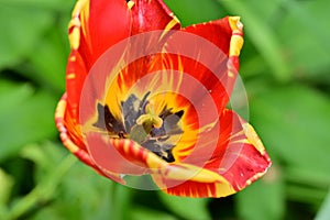 very pretty colorful spring garden tulip flower in the sunshine