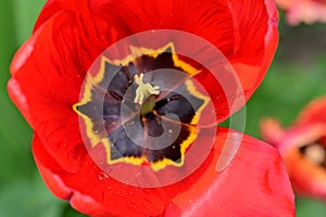 very pretty colorful spring garden tulip flower in the sunshine