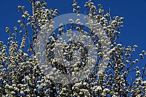 The very pretty colorful spring tree blossoms in the sunshine