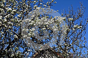 The very pretty colorful spring tree blossoms in the sunshine