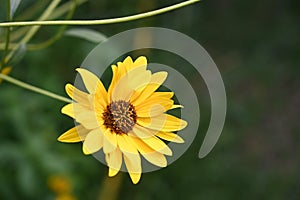 The very pretty colorful summer flower close up