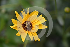 The very pretty colorful summer flower close up