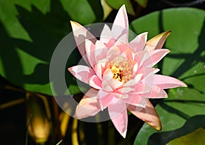 The very pretty colorful summer flower close up