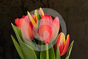 the very pretty colorful tulip flower close up view