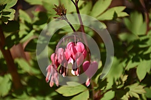 Very Pretty Dangling Pink Bleeding Heart Flowers