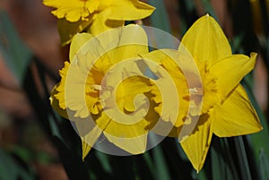 Very Pretty Flowering Jonquil Blossoms