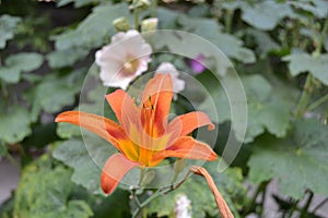 A very pretty orange flower with green leaves