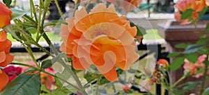 Very pretty orange roses that have blossomed