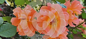 Very pretty orange roses that have blossomed