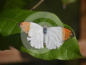 Very Pretty Orange Tip Butterfly With Wings Extended Wide Open