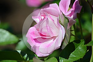 Very Pretty Pale Pink Rose Blossom on a Rose Bush