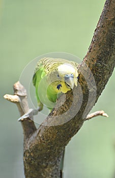 Pretty Squaking Shell Parakeet Perched in a Tree