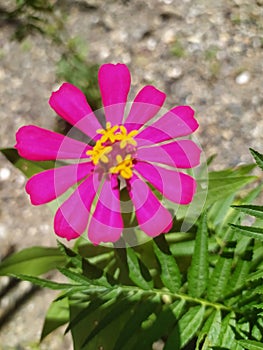 This is a very pretty pink daisy flower