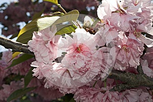 Very pretty pink tree blossoms in the sunshine