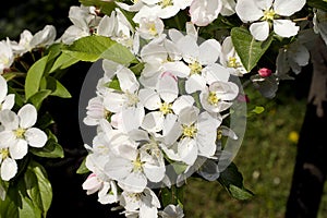 Very pretty pink tree blossoms in the sunshine