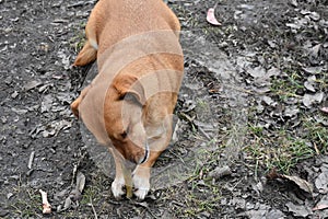 Very pretty small dog on the grass