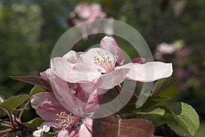 Very pretty tree blossoms in the sunshine