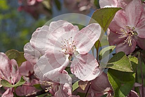 Very pretty tree blossoms in the sunshine