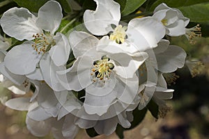 Very pretty tree blossoms in the sunshine