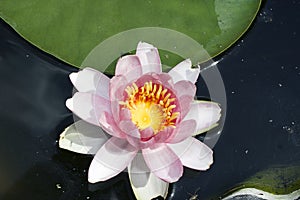 Very pretty water lily in my garden pnd