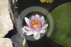 Very pretty water lily in my garden pnd