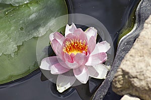 Very pretty water lily in my garden pnd