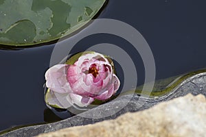 Very pretty water lily in my garden pnd