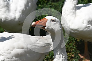 The very pretty white gosse close up photo