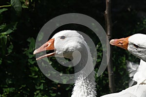 The very pretty white gosse close up photo