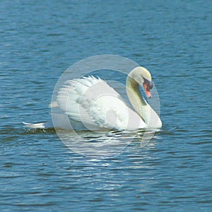 A very pretty white Mute Swan swimming majestically in a small Florida. photo