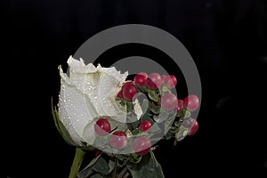 Very pretty white rose with the red berries close up in the sunshine