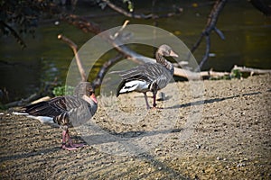 Very pretty wild duck on the small river in  the sunshine