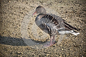 Very pretty wild duck on the small river in  the sunshine