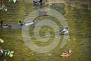 Very pretty wild duck on the small river in  the sunshine